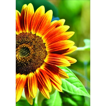 Calendar perete flori 2025