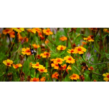 Calendar de birou cu flori de camp 2025