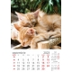 Calendar perete pisici 2023