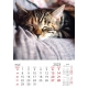 Calendar perete pisici 2024