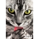 Calendar perete pisici 2024