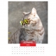 Calendar de perete pisici cu ochelari 2022