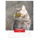 Calendar de perete pisici cu ochelari 2023