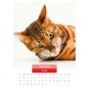 Calendar de perete pisici cu ochelari 2023