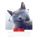 Calendar de perete pisici cu ochelari 2024