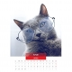 Calendar de perete pisici cu ochelari 2023