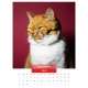 Calendar de perete pisici cu ochelari 2023