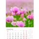 Calendar de perete cu imagini flori de camp 2025